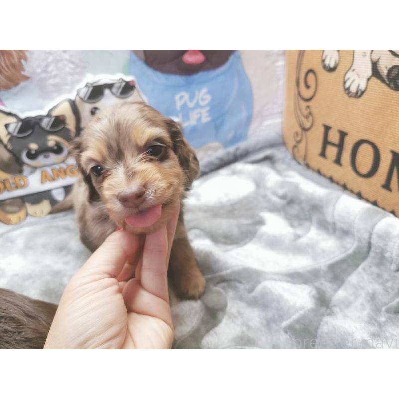 商談中の茨城県のカニンヘンダックスフンド(ロングヘアード)-418068の4枚目