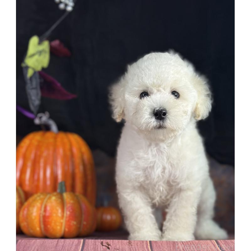 販売中の京都府のタイニープードル-413400の20枚目