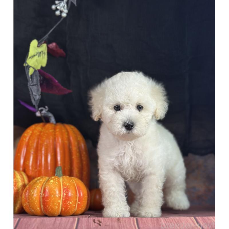 販売中の京都府のタイニープードル-413400の19枚目