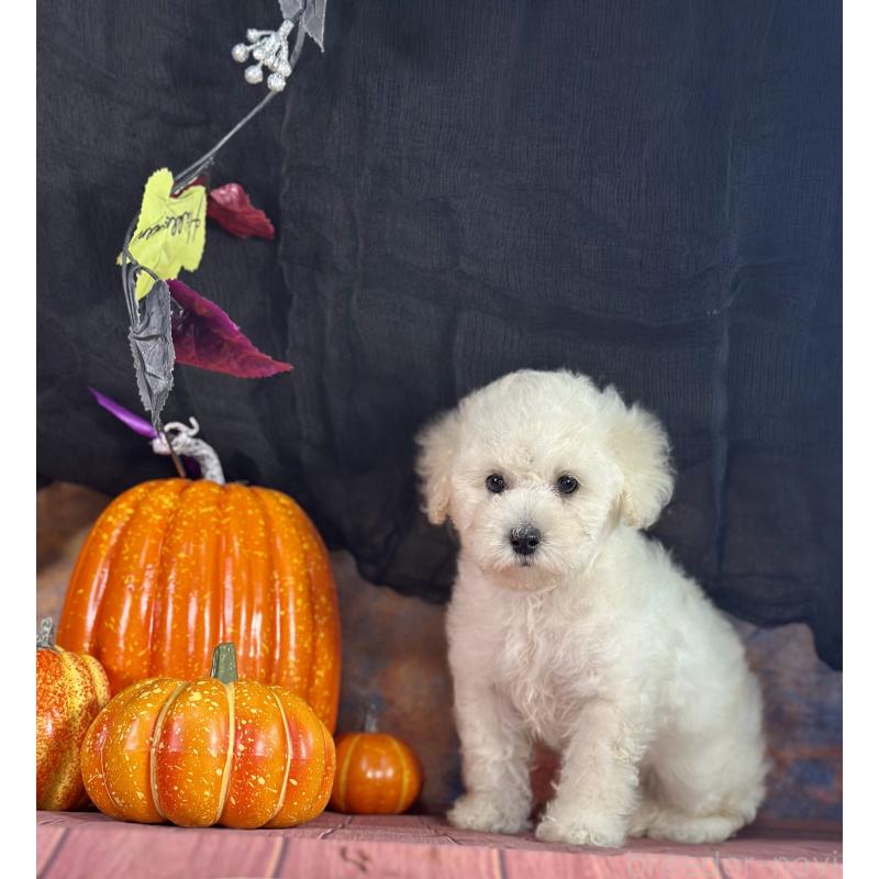 販売中の京都府のタイニープードル-413400の18枚目