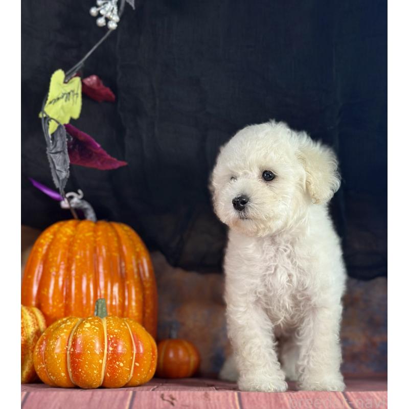 販売中の京都府のタイニープードル-413400の17枚目