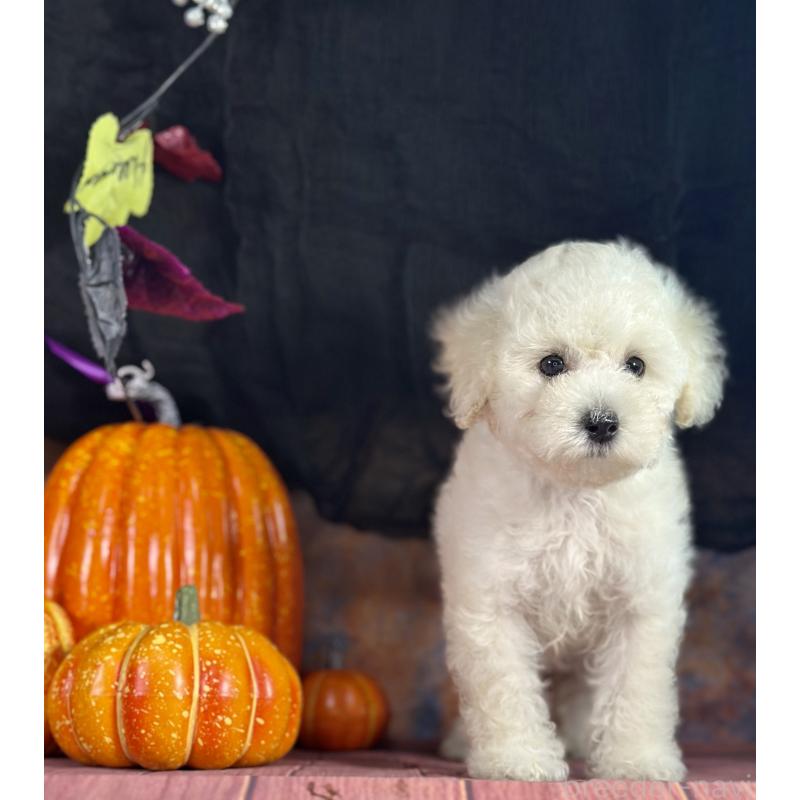 販売中の京都府のタイニープードル-413400の16枚目