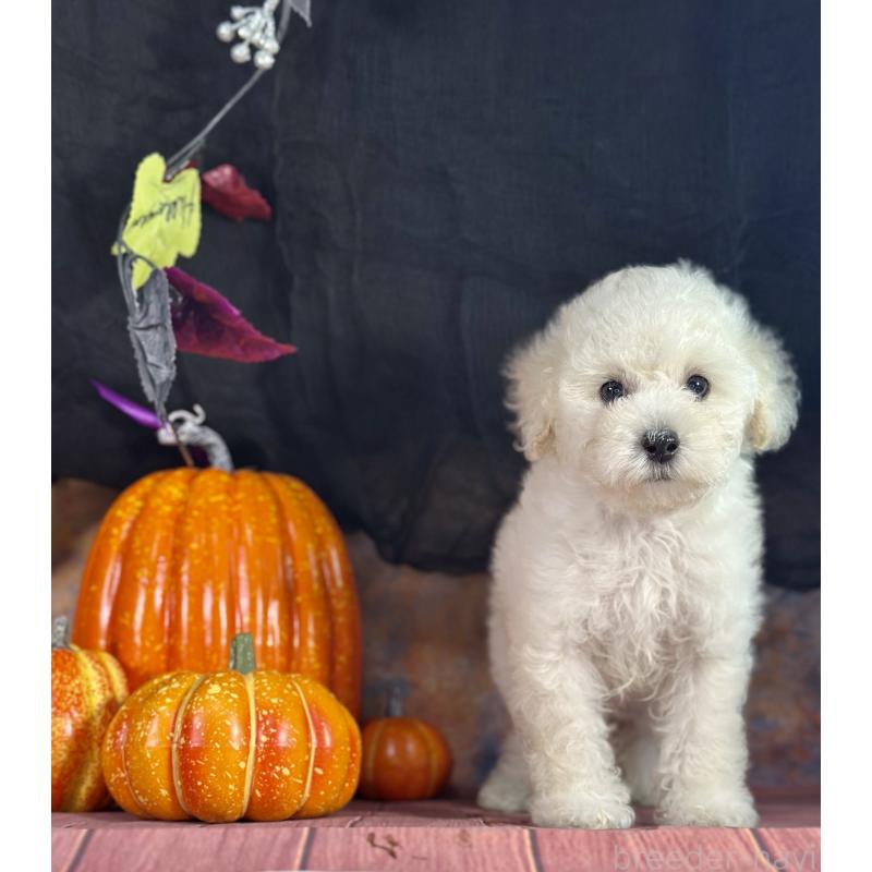 販売中の京都府のタイニープードル-413400の15枚目