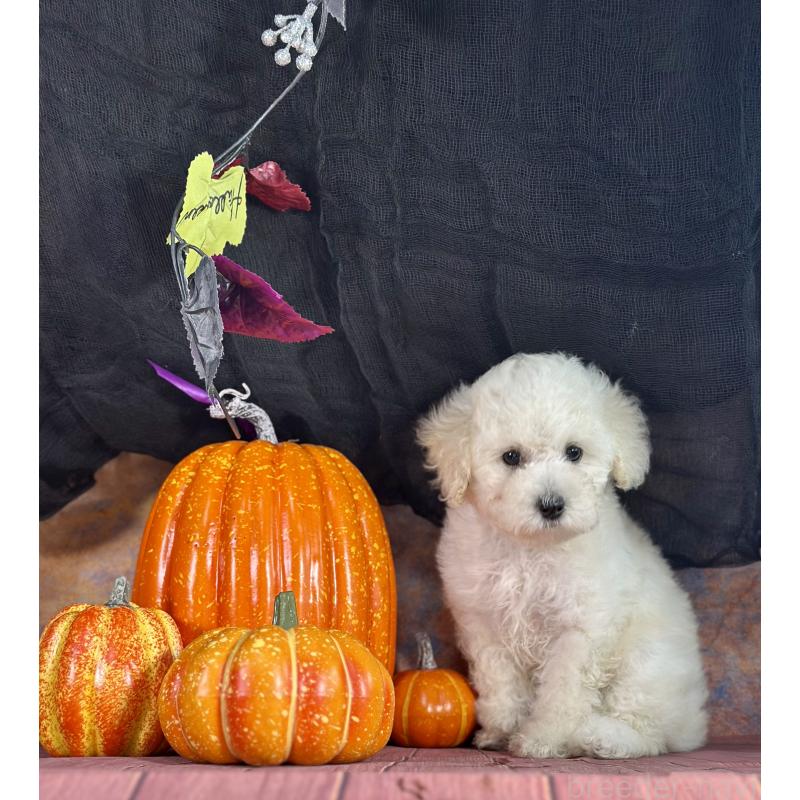 販売中の京都府のタイニープードル-413400の14枚目