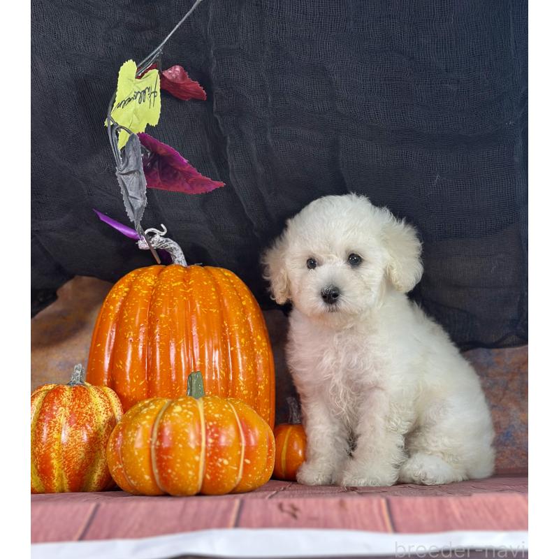 販売中の京都府のタイニープードル-413400の13枚目