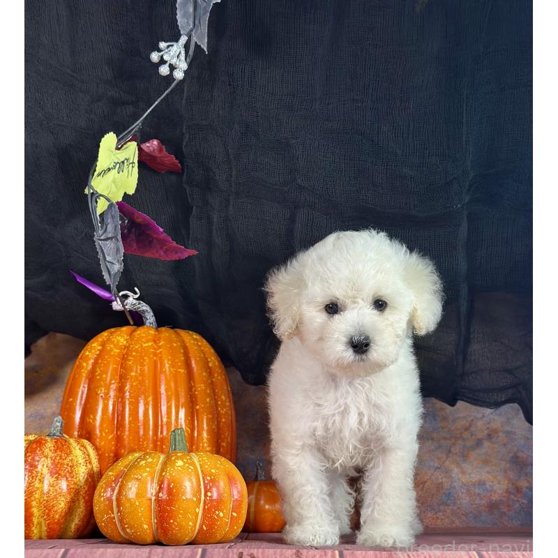 販売中の京都府のタイニープードル-413400の12枚目