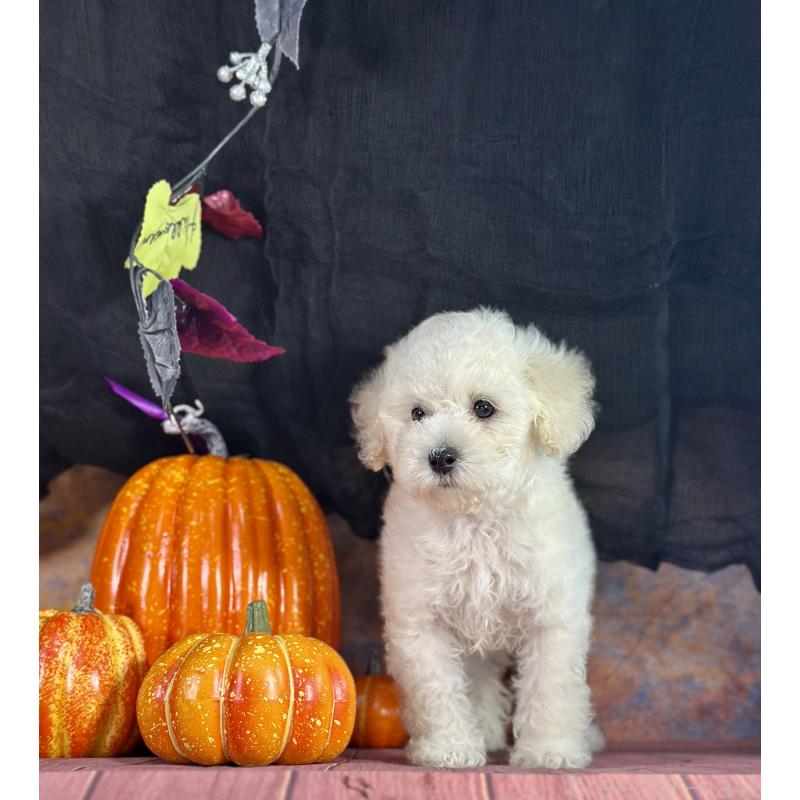 販売中の京都府のタイニープードル-413400の11枚目