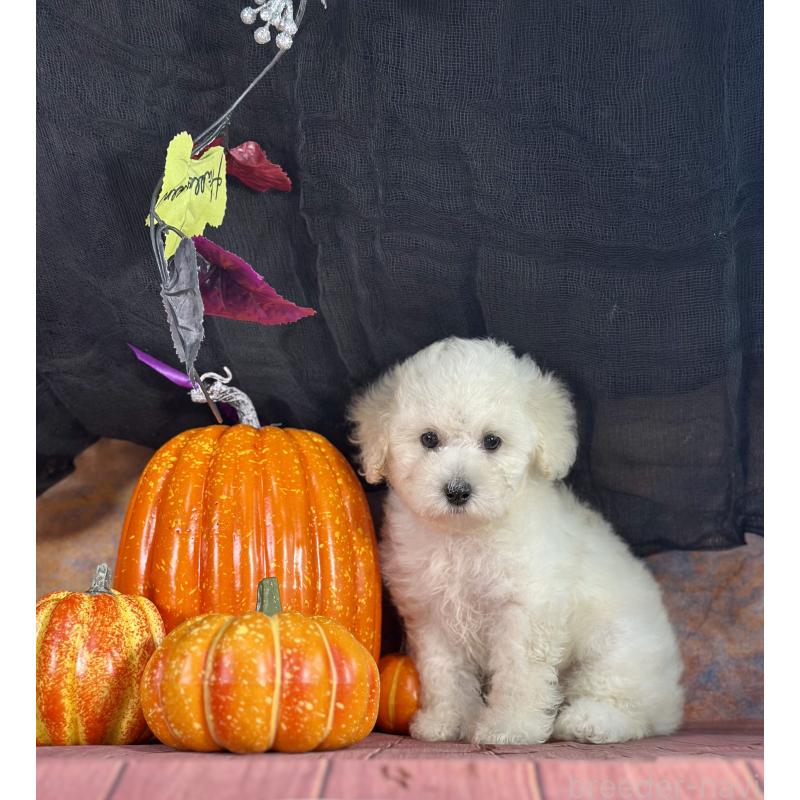 販売中の京都府のタイニープードル-413400の10枚目