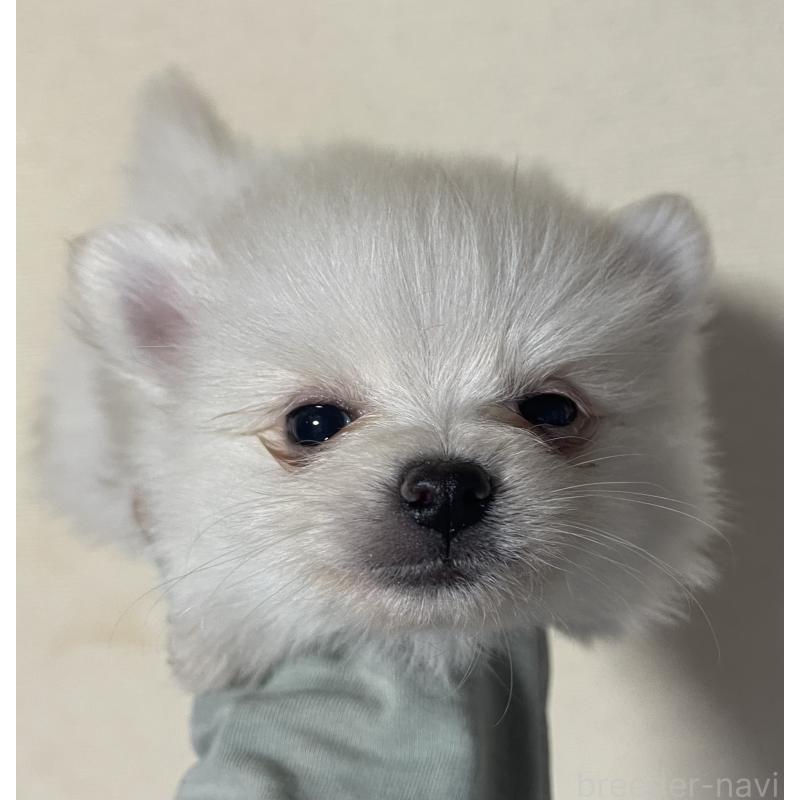 成約済の岡山県のポメラニアン-412608の1枚目