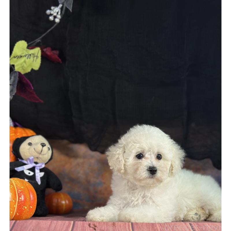 販売中の京都府のタイニープードル-413399の21枚目