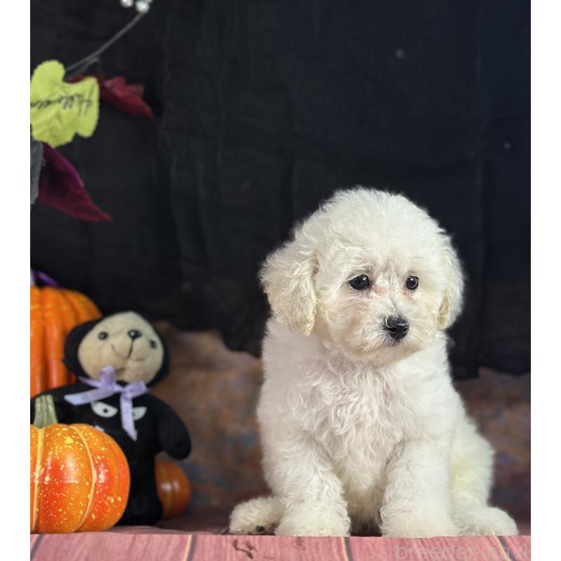 販売中の京都府のタイニープードル-413399の20枚目