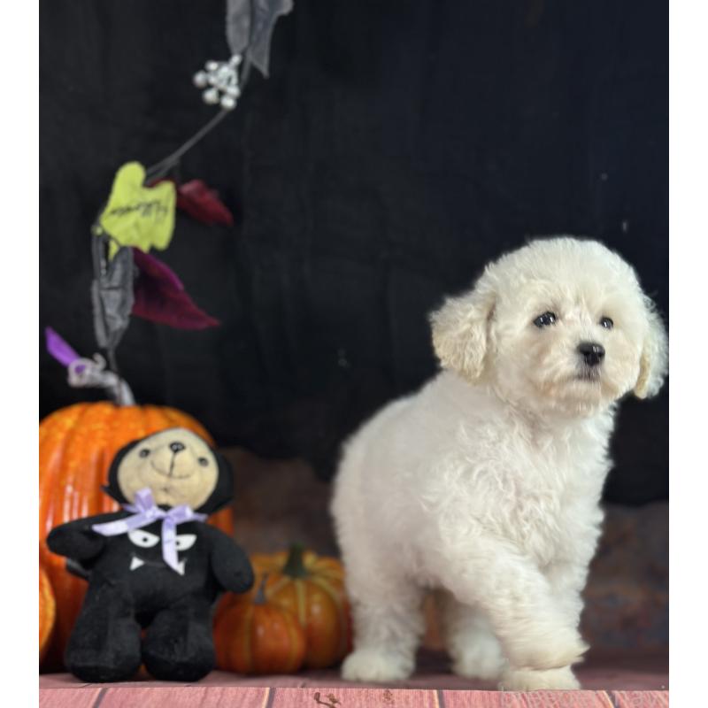 販売中の京都府のタイニープードル-413399の18枚目