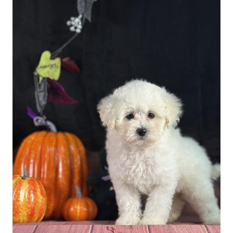 販売中の京都府のタイニープードル-413399の15枚目