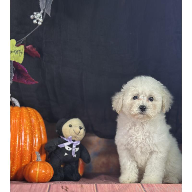 販売中の京都府のタイニープードル-413399の14枚目