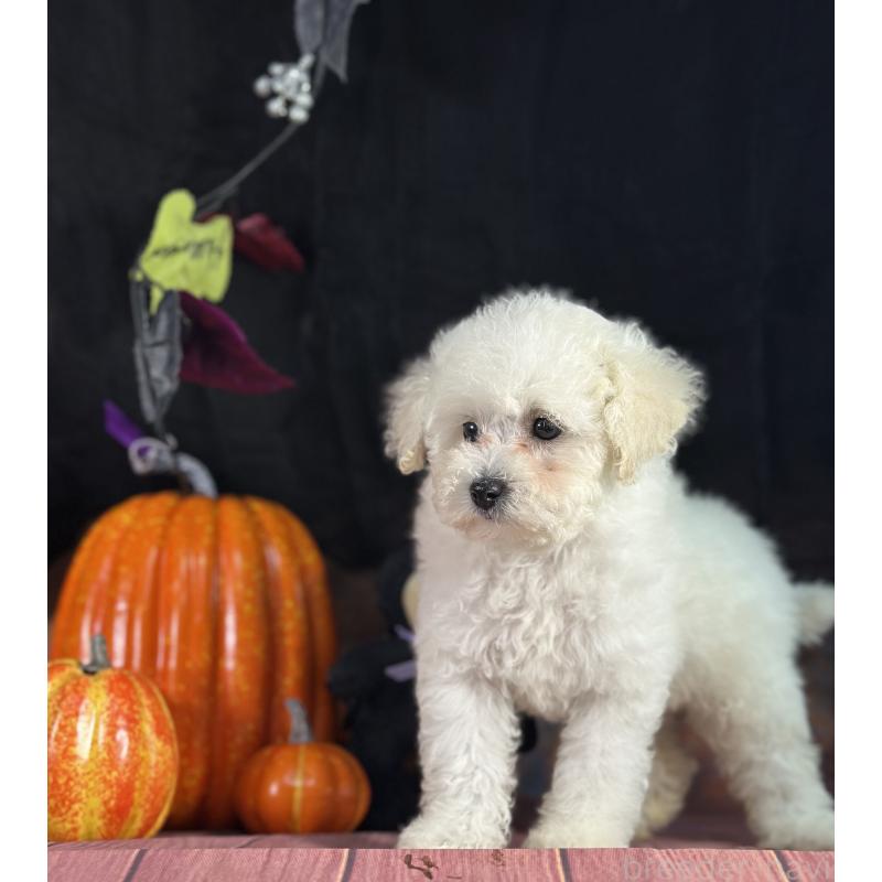 販売中の京都府のタイニープードル-413399の13枚目