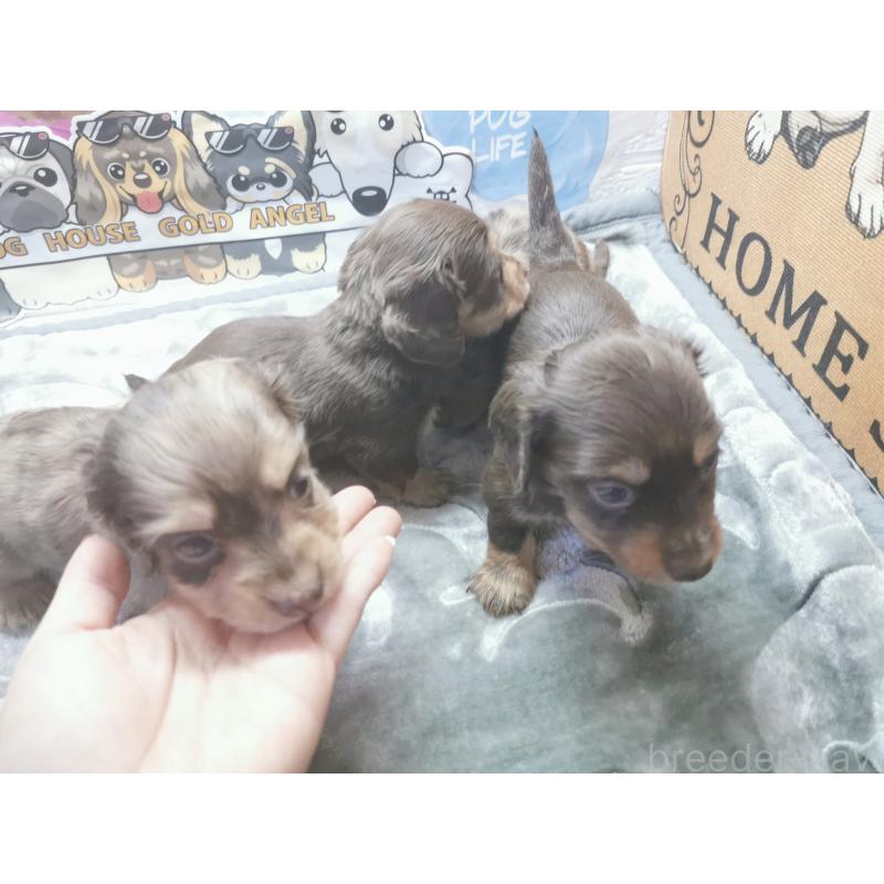 成約済の茨城県のカニンヘンダックスフンド(ロングヘアード)-418065の7枚目