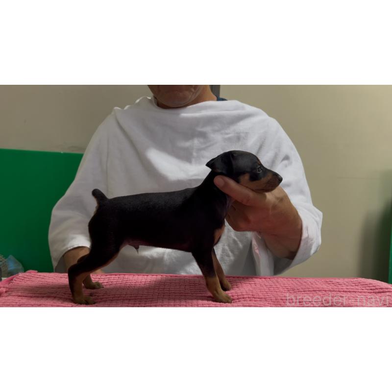 販売中の沖縄県のミニチュアピンシャー(ミニピン)-420581の2枚目