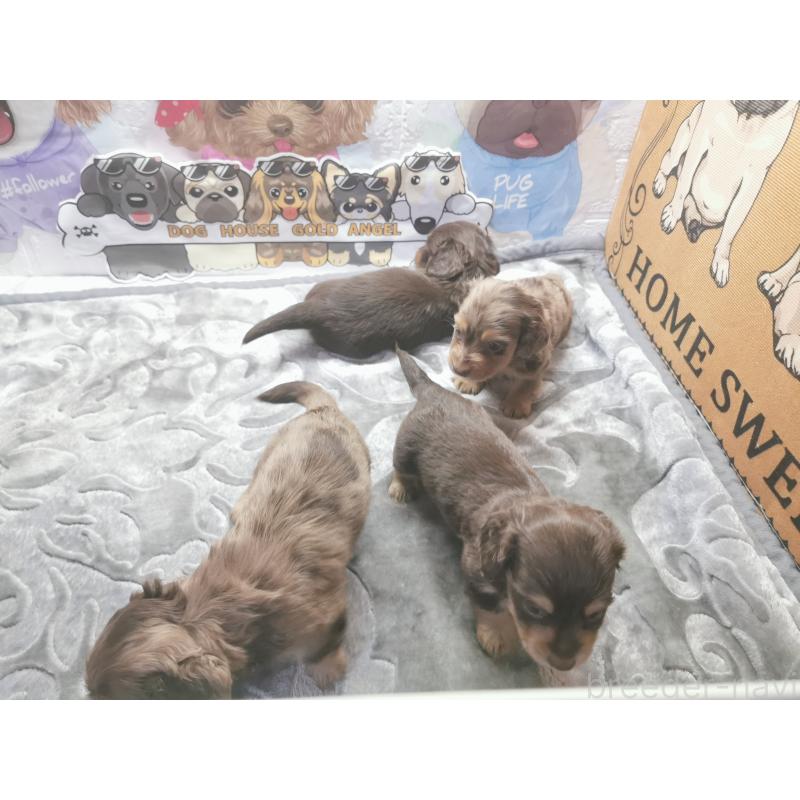 成約済の茨城県のカニンヘンダックスフンド(ロングヘアード)-418065の5枚目