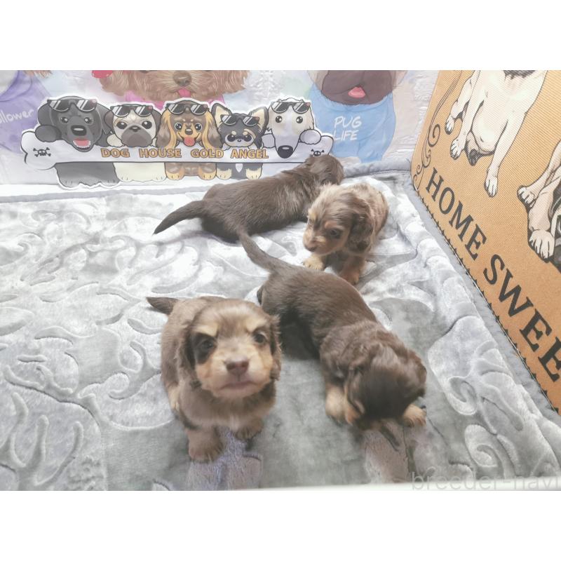 成約済の茨城県のカニンヘンダックスフンド(ロングヘアード)-418065の3枚目