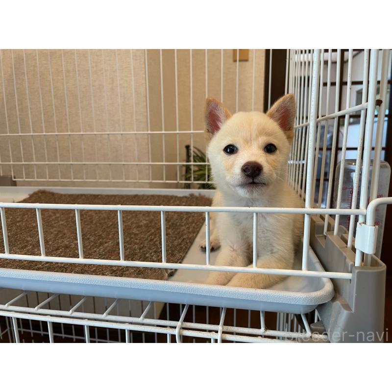 成約済の兵庫県の豆柴-409677の4枚目