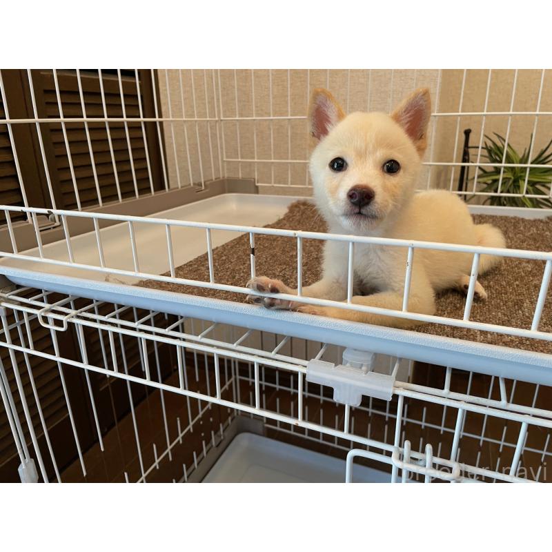 成約済の兵庫県の豆柴-409677の3枚目