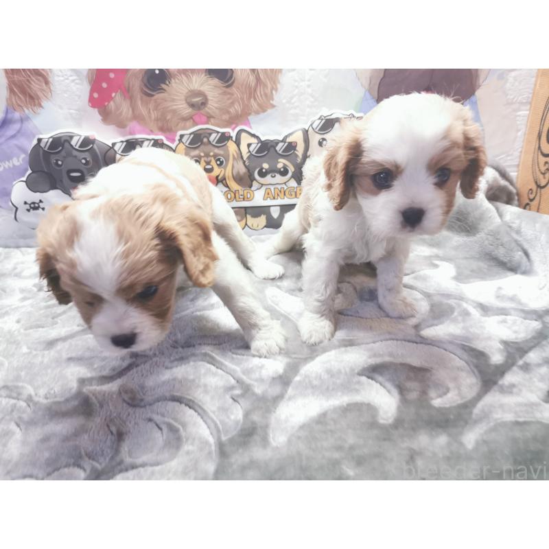 成約済の茨城県のキャバリアキングチャールズスパニエル-418027の10枚目