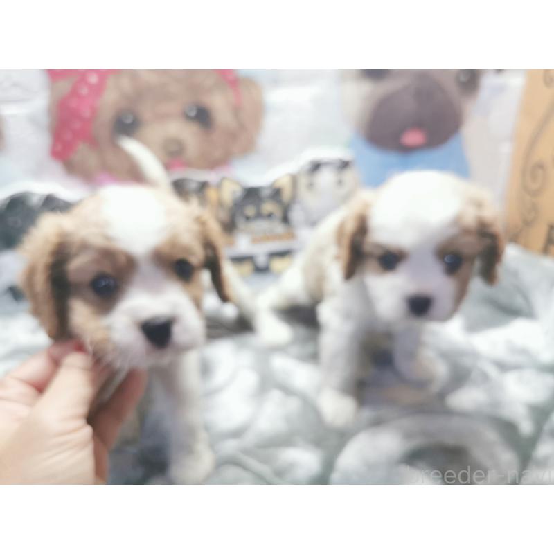 成約済の茨城県のキャバリアキングチャールズスパニエル-418027の9枚目