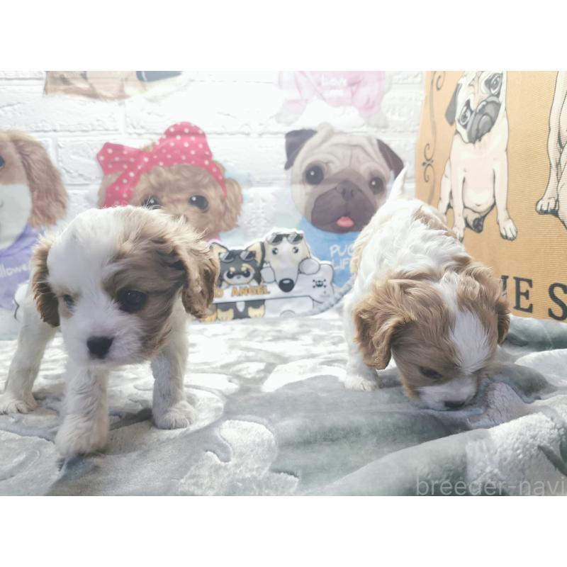 成約済の茨城県のキャバリアキングチャールズスパニエル-418027の8枚目