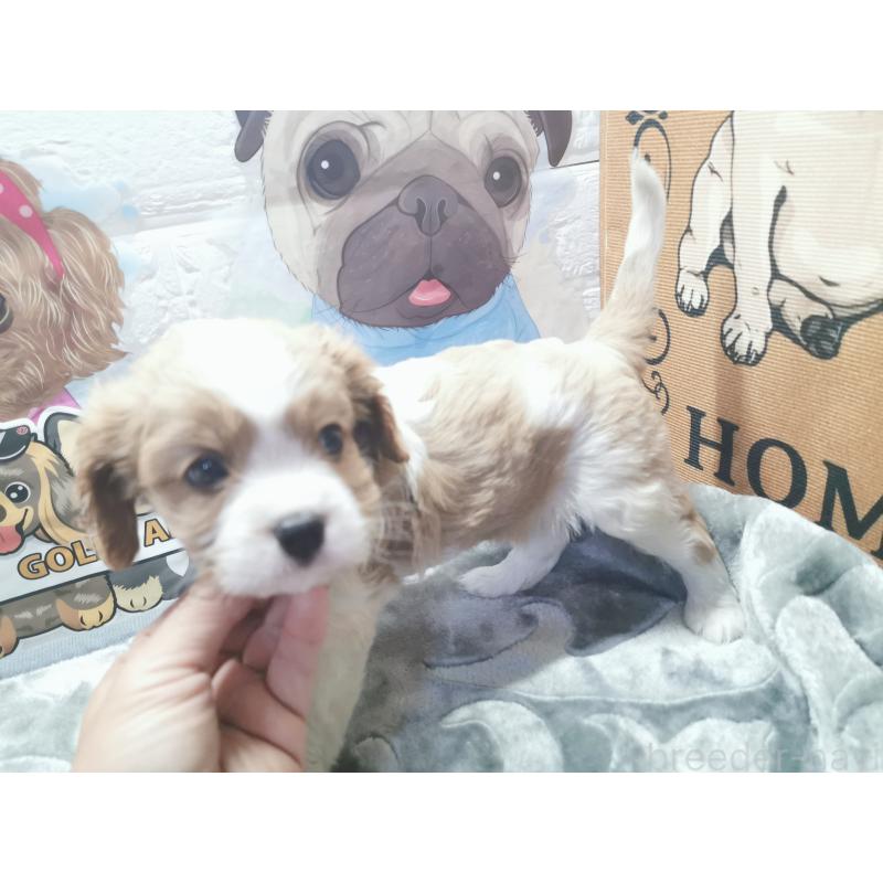 成約済の茨城県のキャバリアキングチャールズスパニエル-418027の7枚目