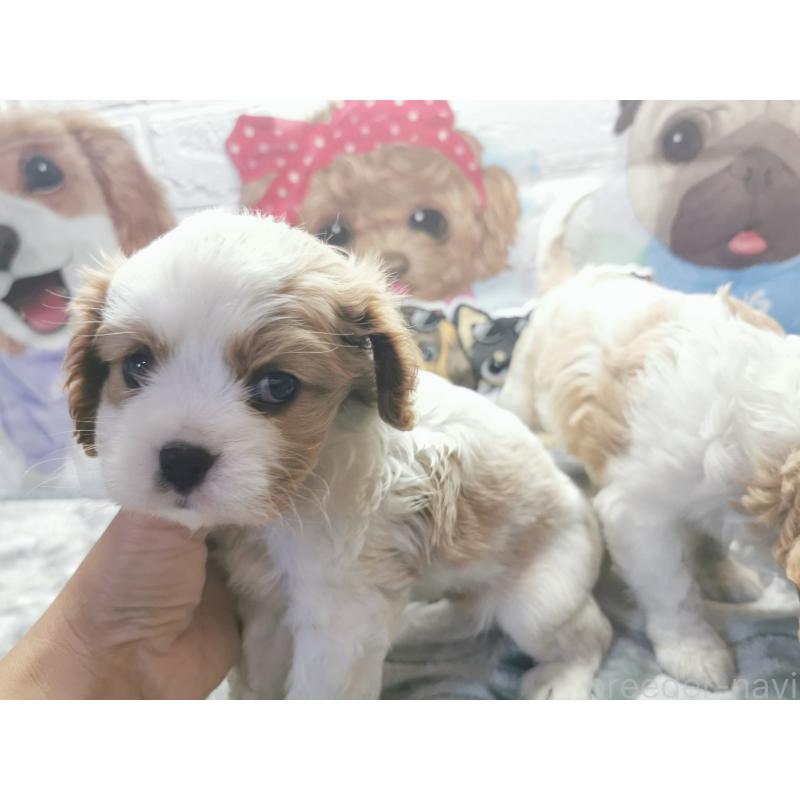 成約済の茨城県のキャバリアキングチャールズスパニエル-418027の5枚目