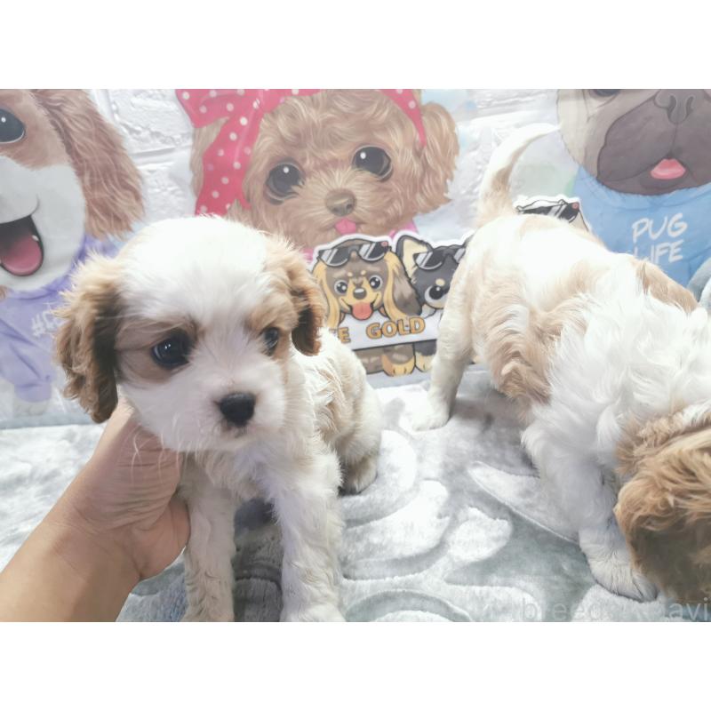 成約済の茨城県のキャバリアキングチャールズスパニエル-418027の4枚目