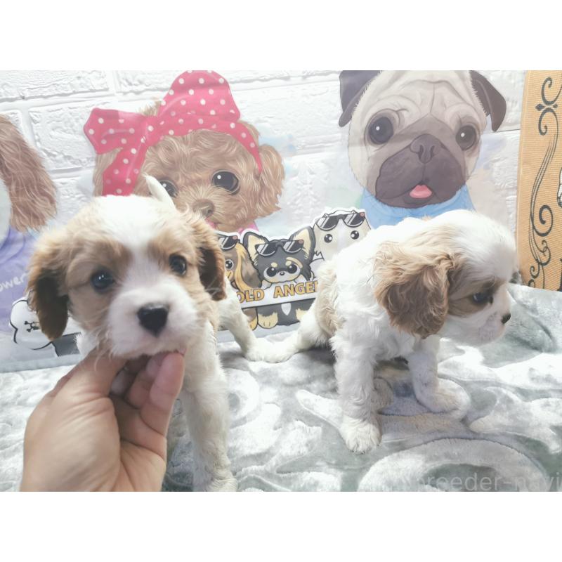 成約済の茨城県のキャバリアキングチャールズスパニエル-418027の3枚目