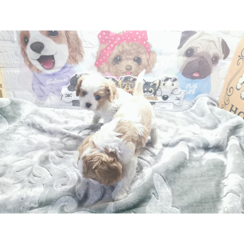 成約済の茨城県のキャバリアキングチャールズスパニエル-418027の2枚目