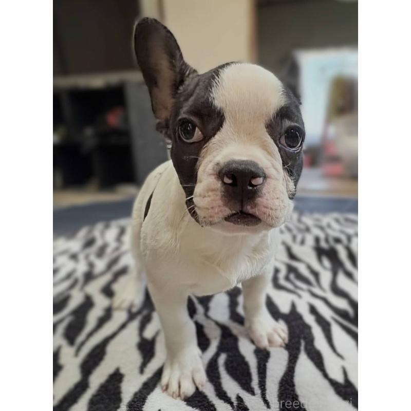 成約済の愛媛県のフレンチブルドッグ-406277の7枚目