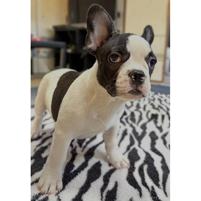 成約済の愛媛県のフレンチブルドッグ-406277の6枚目