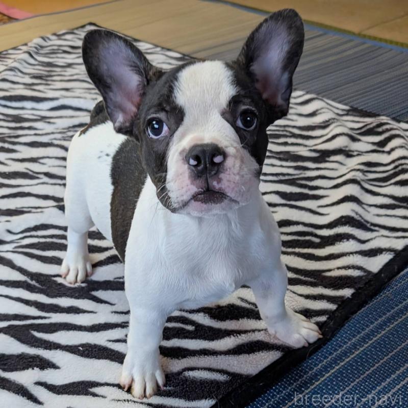 成約済の愛媛県のフレンチブルドッグ-406277の1枚目