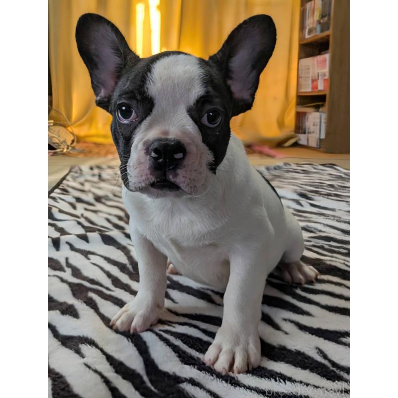 成約済の愛媛県のフレンチブルドッグ-406277の5枚目