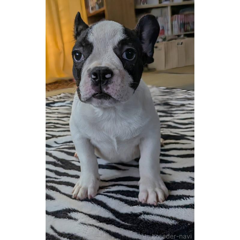 成約済の愛媛県のフレンチブルドッグ-406277の4枚目
