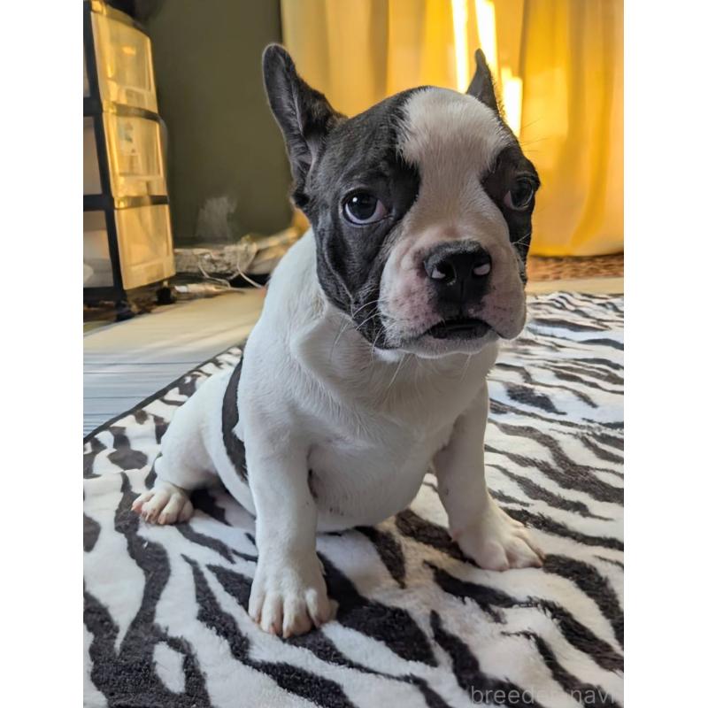 成約済の愛媛県のフレンチブルドッグ-406277の2枚目
