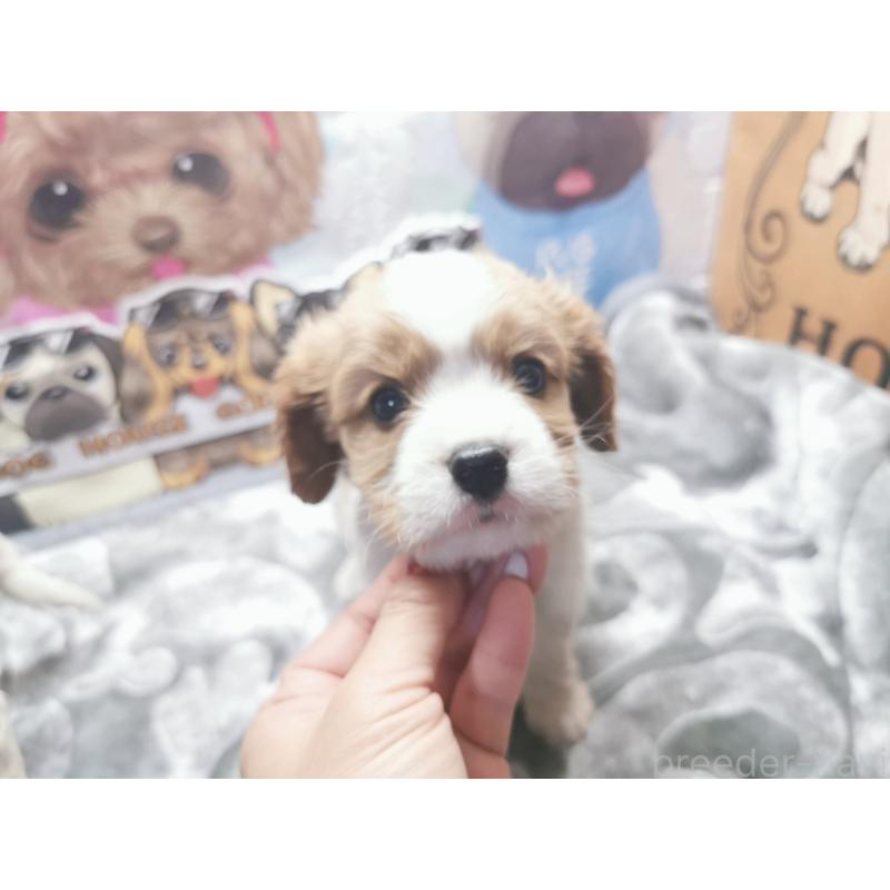 成約済の茨城県のキャバリアキングチャールズスパニエル-418030の5枚目