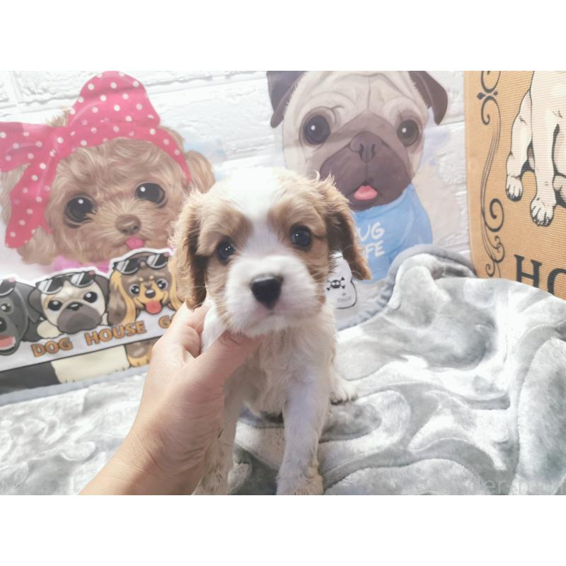 成約済の茨城県のキャバリアキングチャールズスパニエル-418030の4枚目