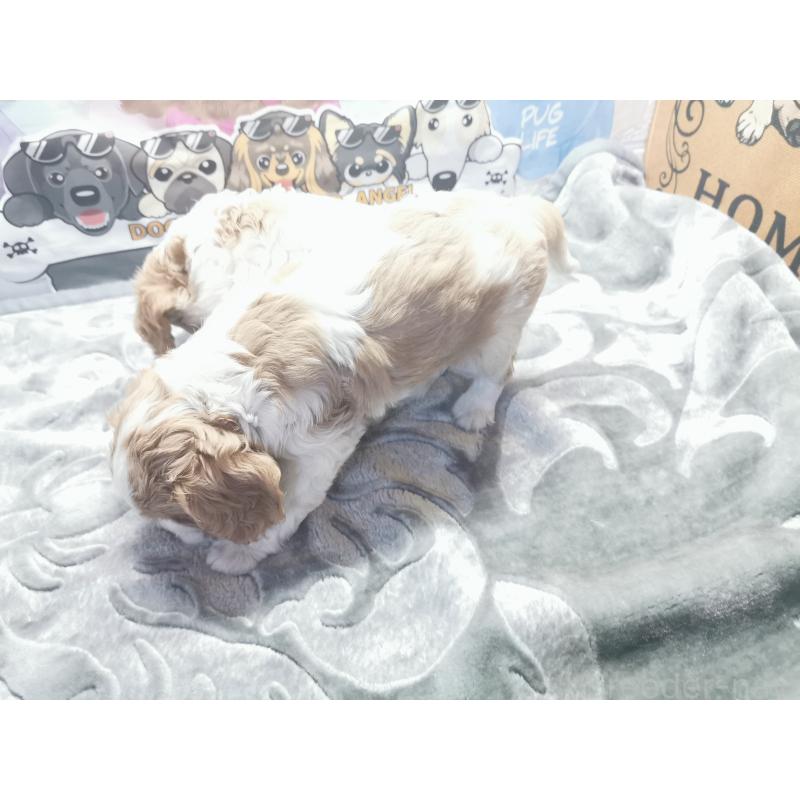 成約済の茨城県のキャバリアキングチャールズスパニエル-418030の3枚目