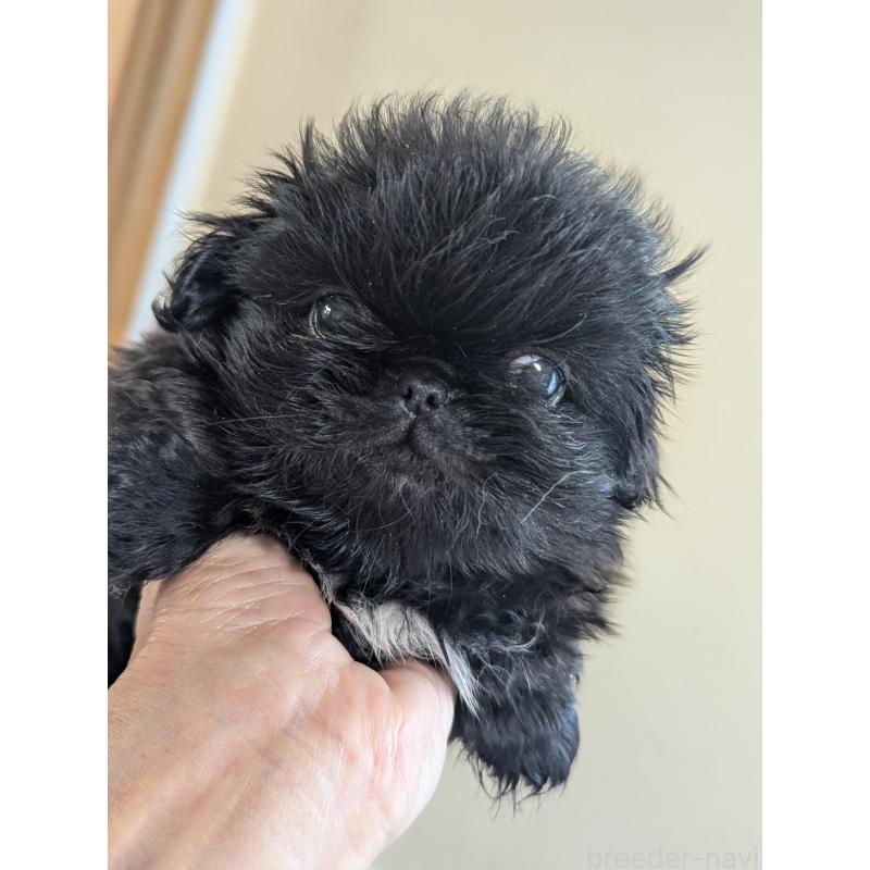 成約済の愛知県のペキニーズ-418932の8枚目