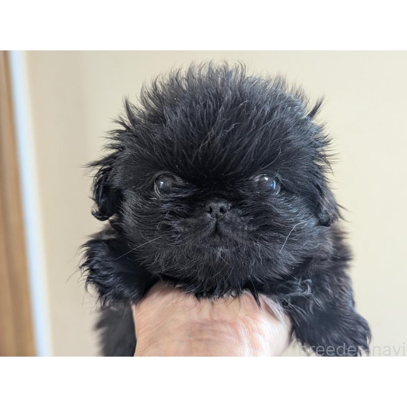 成約済の愛知県のペキニーズ-418932の7枚目