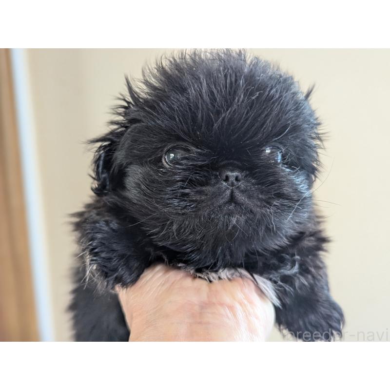 成約済の愛知県のペキニーズ-418932の6枚目