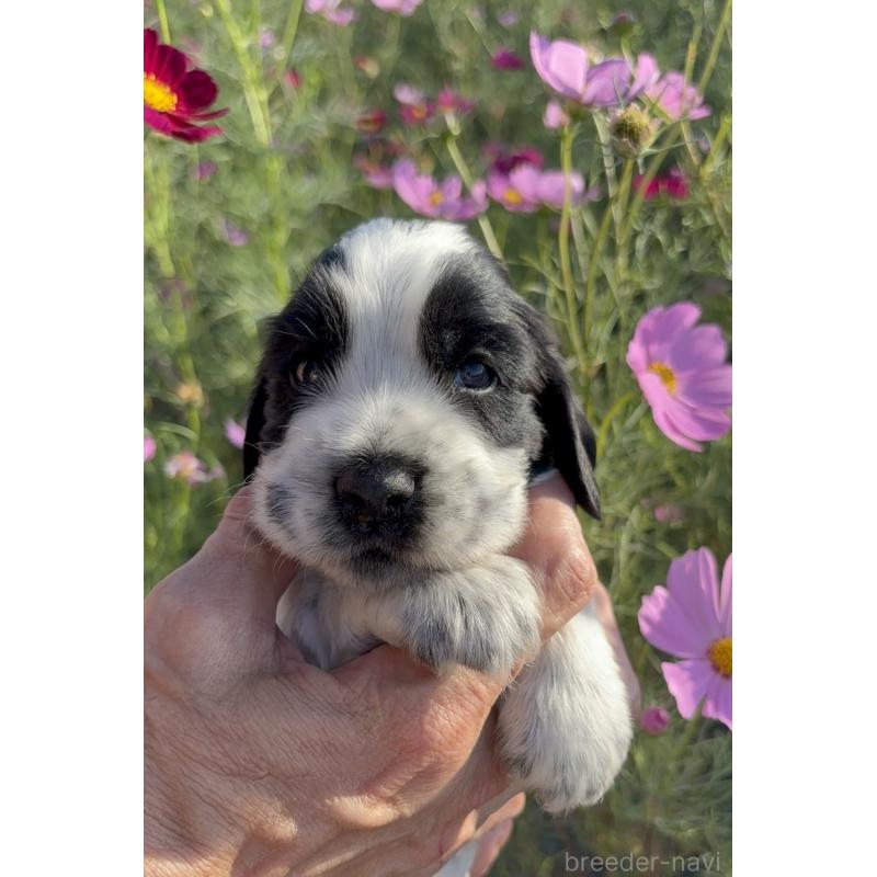 成約済の佐賀県のイングリッシュコッカースパニエル-419675の4枚目