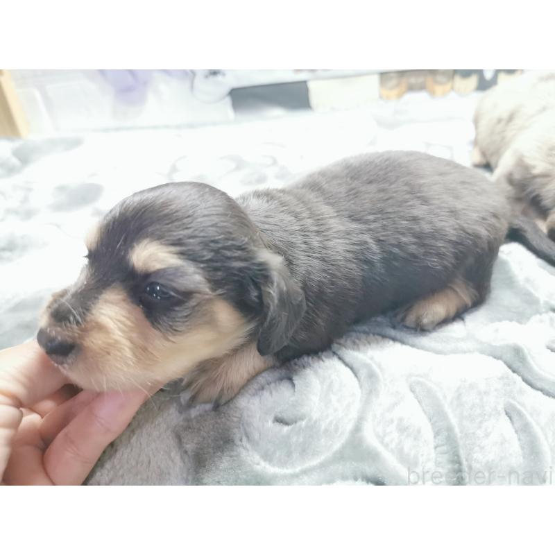 販売中の茨城県のカニンヘンダックスフンド(ロングヘアード)-418119の6枚目