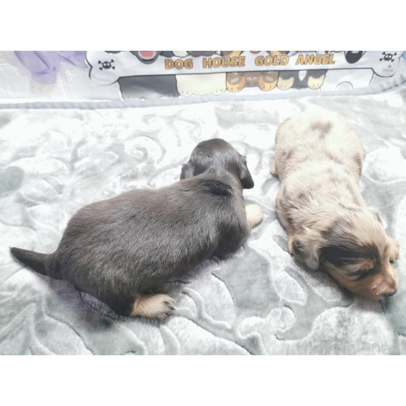 販売中の茨城県のカニンヘンダックスフンド(ロングヘアード)-418119の5枚目