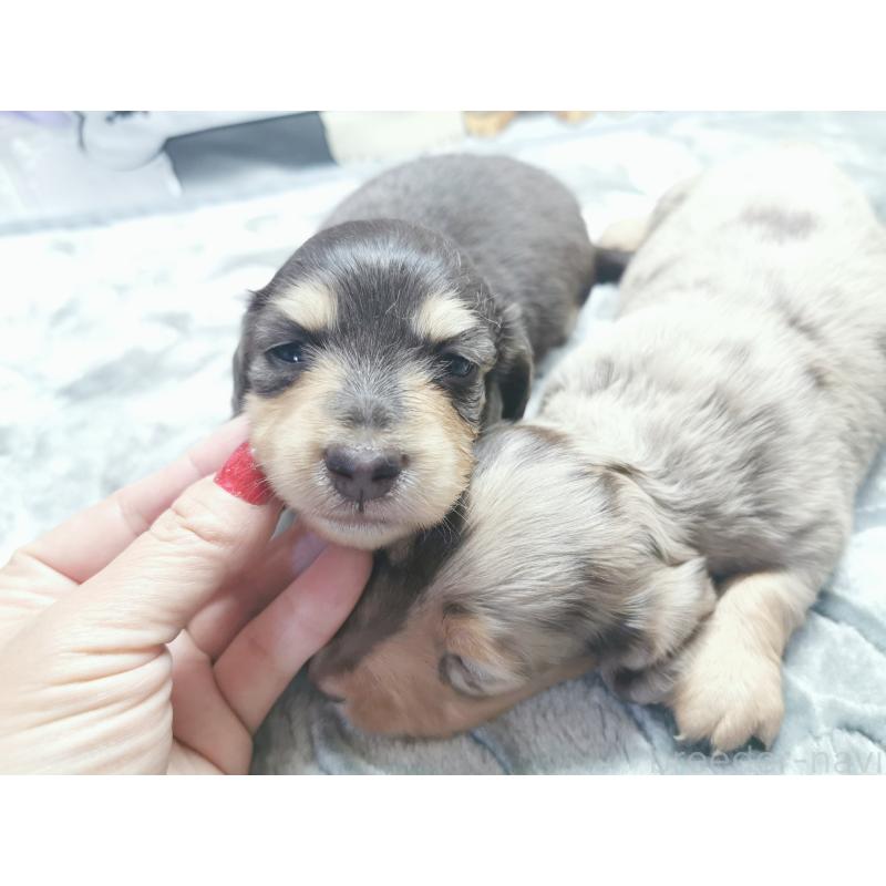 販売中の茨城県のカニンヘンダックスフンド(ロングヘアード)-418119の3枚目