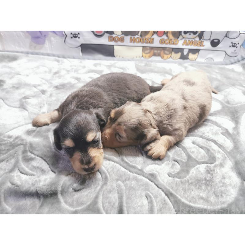 販売中の茨城県のカニンヘンダックスフンド(ロングヘアード)-418119の2枚目